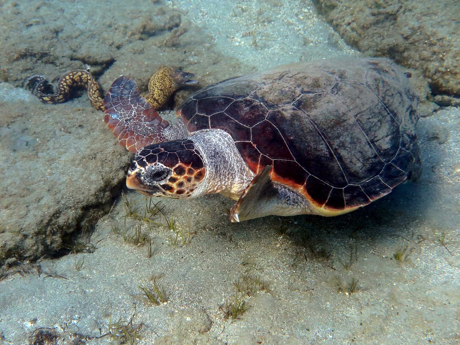 Caretta caretta (Linnaeus, 1758)